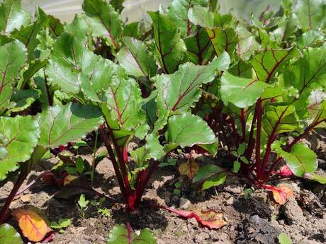 Les jardins de la Semouse