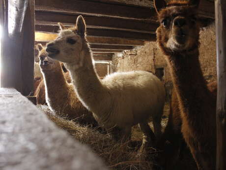 Ferme pédagogique de l'Altiplano