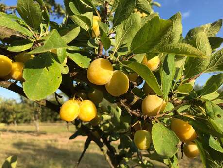 La grange aux mirabelles