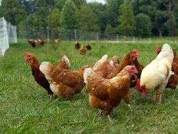 Ferme Oudinot