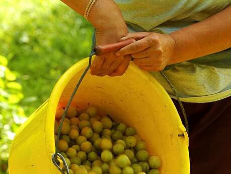 AU GRENIER FRUITIER