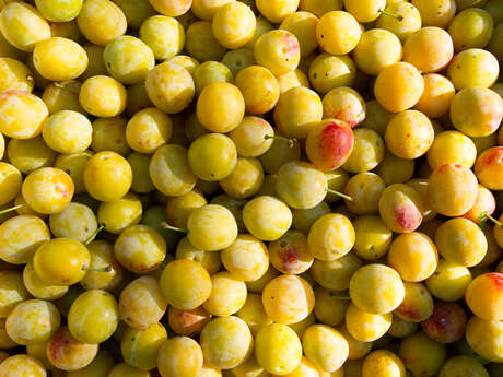 Mirabio