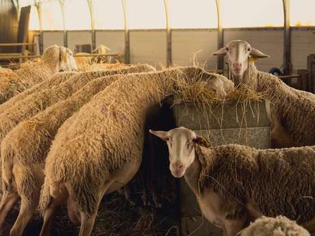 Ferme de Neufchef