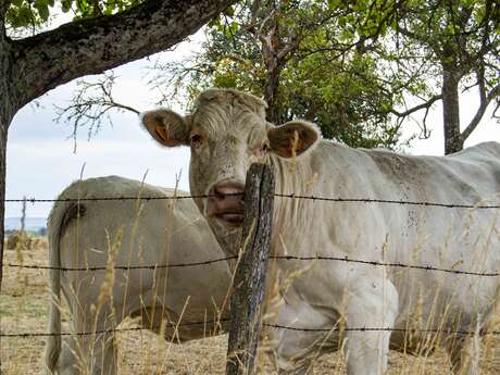 EARL DU CHAROLAIS