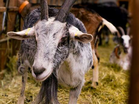 La chèvre'rit - Céline Arnould