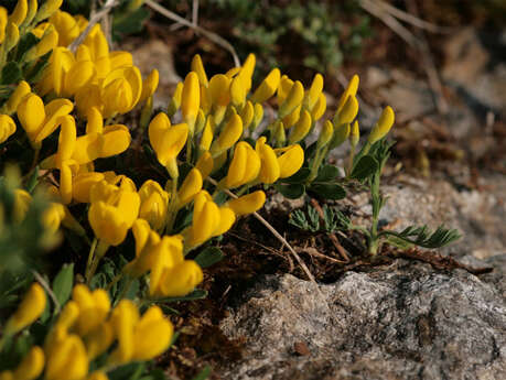 La pelouse calcaire de Circourt-sur-Mouzon