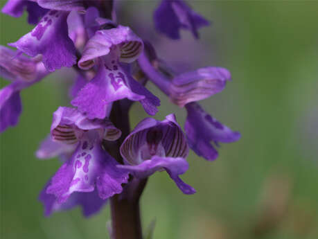 Le coteau de la riviere à Autigny-la-Tour