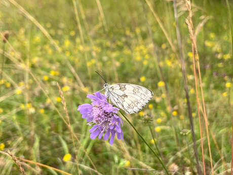 La pelouse du potelon à Attignéville