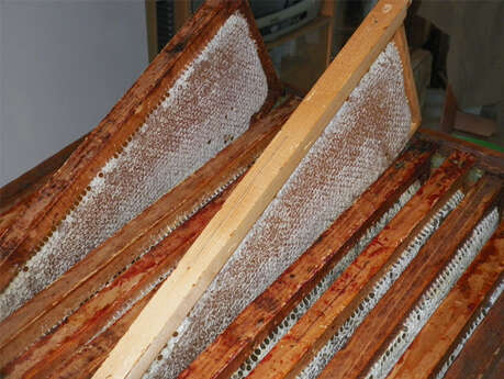 Raphaël Vercher apiculteur