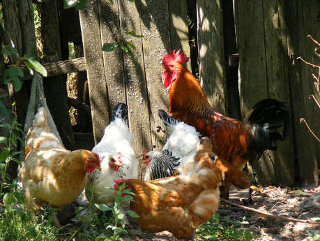 PRODUITS DE LE FERME LA COUSSOYOTE