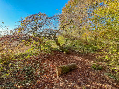 Circuit des hêtres tortillards