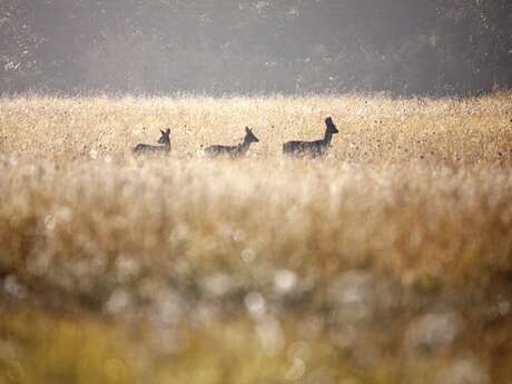 Exposition collective de photographies : « Exprime ta nature ! » de Claude Davignon