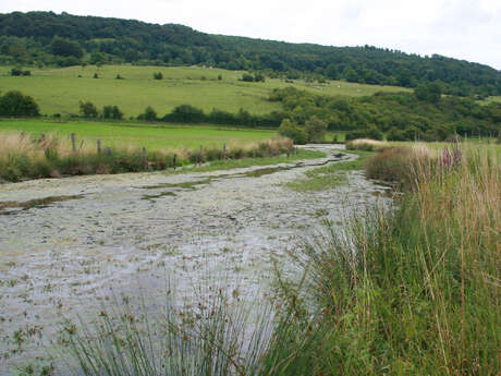 L'été en vallée de la Meuse, focus sur la noue