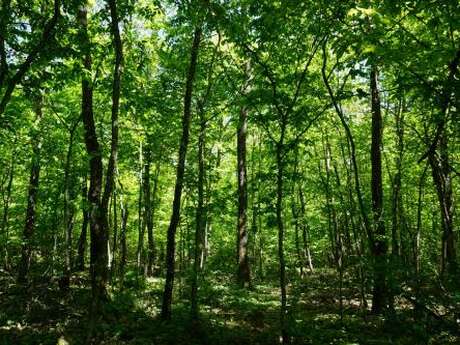 Sentier de la forêt enchantée