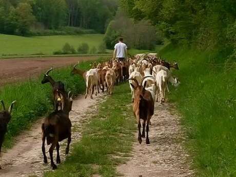 Chèvrerie - la chèvre ' rit