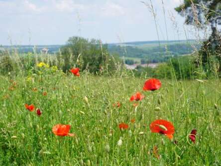Boucle patrimoine n°23 - circuit botanique
