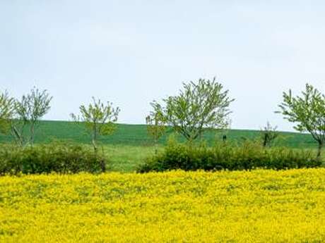 Sentiers à la croisée des chemins circuit n° 22 - sentier de Saurupt