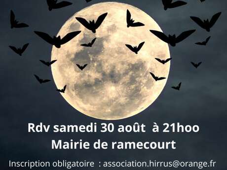 Les chauves-souris