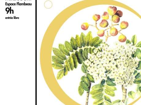 Salon de lutherie et d'archèterie - Arbre d'avenir pour la lutherie plantation d'un cormier