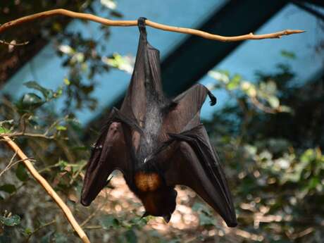 Les Chauves-Souris