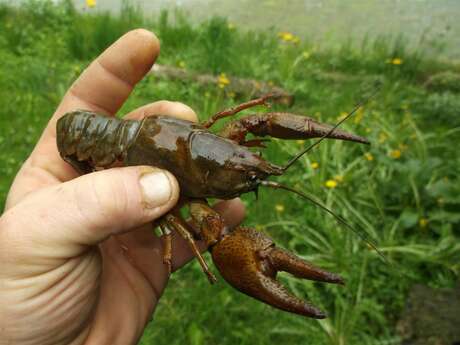 Les écrevisses de Jean-Philippe Hames