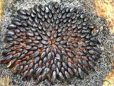 Eclade de moules