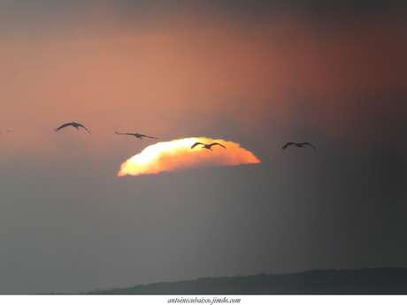 "Oiseaux du monde" avec Antoine Cubaixo (guide ornithologue)