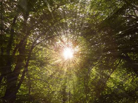 Récré Nature "Les secrets des arbres" à Larzicourt