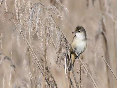 Le printemps des étangs à Der Nature