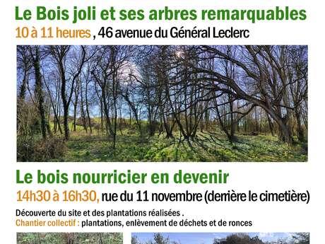 Visite du bois nourricier en devenir