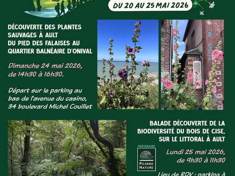 Découverte des plantes sauvages à Ault, du pied des falaises au quartier balnéaire d'Onival