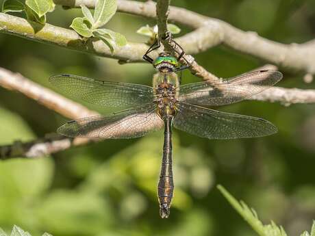 Au pays des libellules