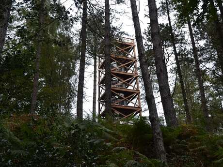 Balade de 14 à 18 en forêt de Retz