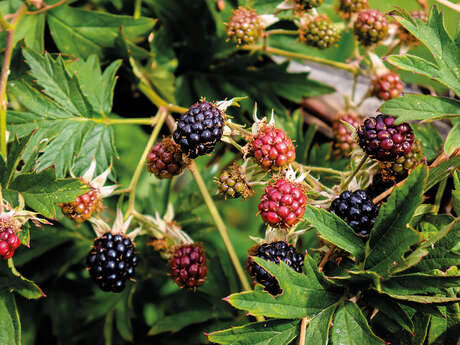 Plantes sauvages des haies: anecdotes et usages