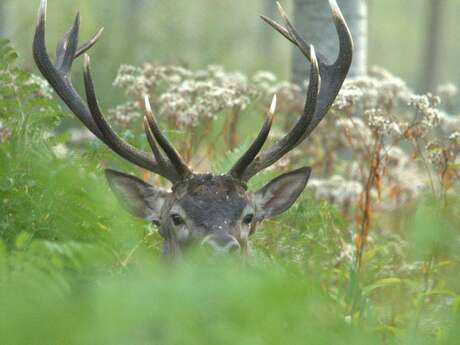 Le brame du cerf