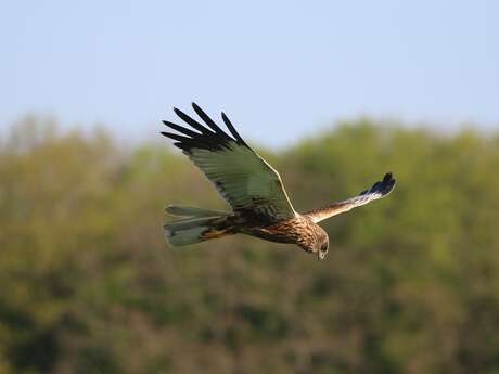 Sortie nature à Vesles-et-Caumont : " Les oiseaux de la tourbière"