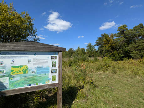 Sortie nature à Chermizy-Ailles : "Les orchidées, fines stratèges !"