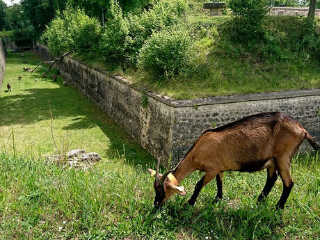 Chèvrerie de Bruyères