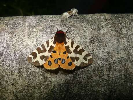 Vol de nuit chez les papillons !