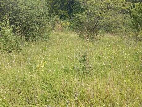 Sortie nature à Mons-en-Laonnois : "Découverte multiculturelle du Fort de Laniscourt"