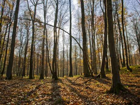La forêt de Marle