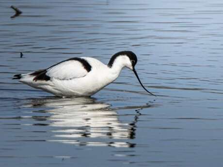 Exposition photos : Oiseaux en Baie de Somme