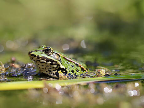 Sortie nature à Parfondru : "Il y a COA dans la mare ?"