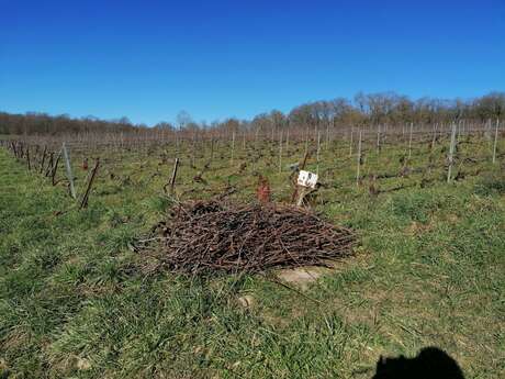 Les 4 saisons du champagne : la taille chez Lévêque Dehan