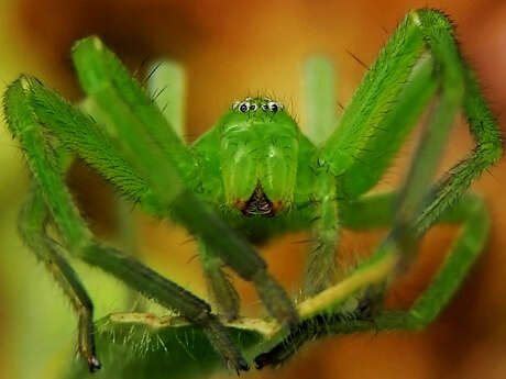 Sortie nature à Bouconville-Vauclair : "Brrr, une araignée !"