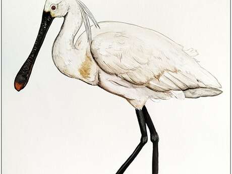 Ateliers d'initiation à l'illustration animalière