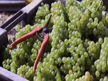 "Vendanges avec le champagne Méteyer"