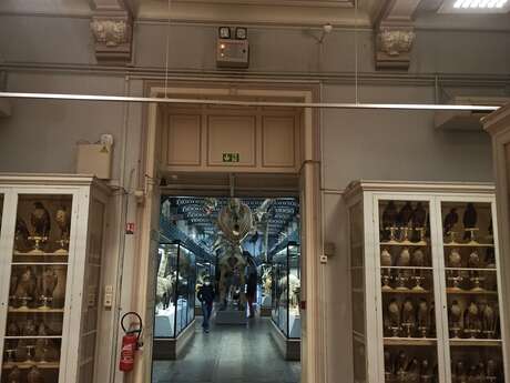 Musée d'Histoire Naturelle