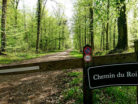 La forêt domaniale de Vauclair