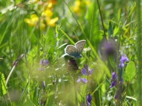 Sortie nature à Vauclair : "Entomologie à l’abbaye"